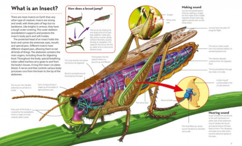 How It Works: Insects