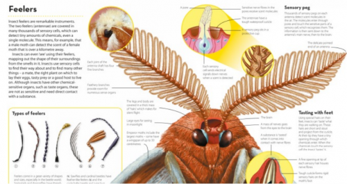 How It Works: Insects