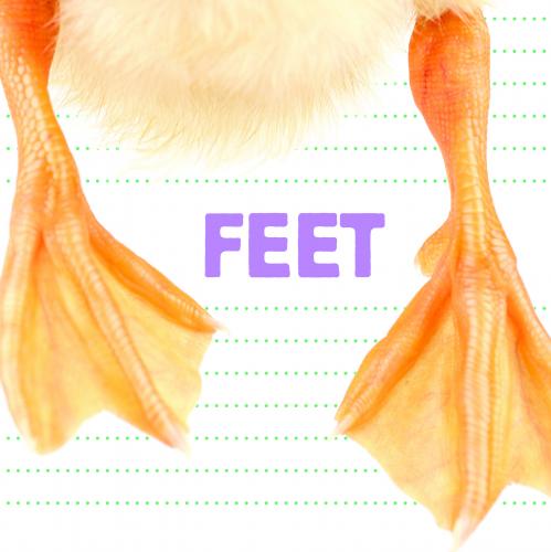 Feet