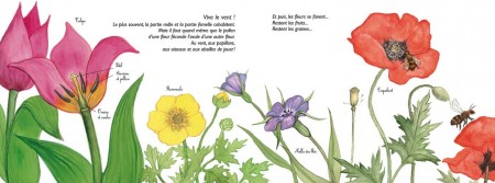 LOVELY PLANT! – THE CYCLE OF PLANT